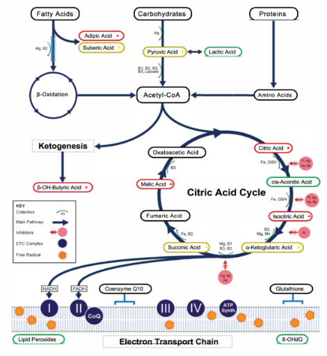 Biokemisk analyse, citronsyrecyklus og energiproduktion